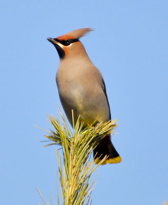 Bohemian Waxwing