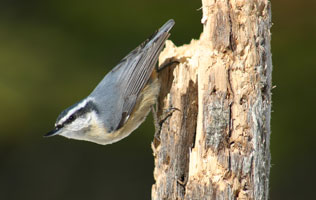 Red-breated Nuthatch in Algonquin Park