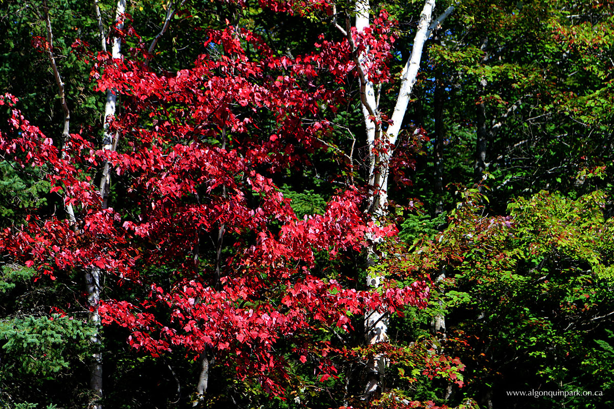 Red Maples