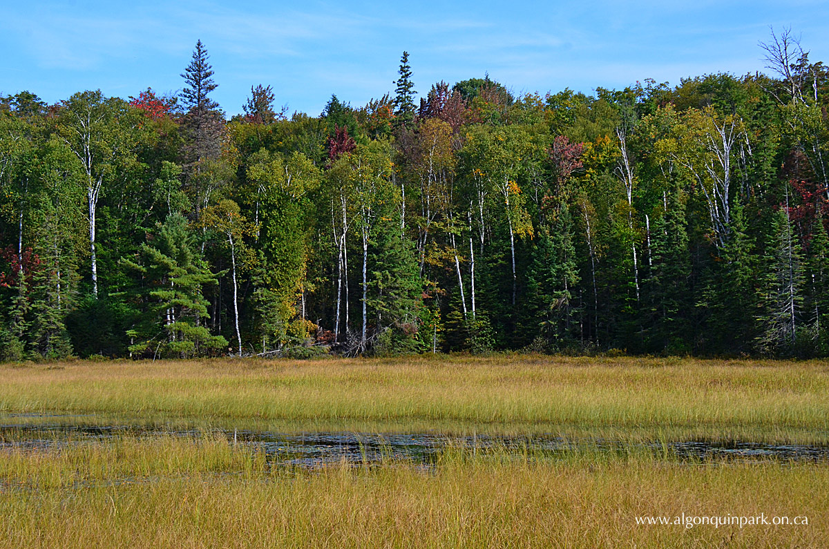 Fall Colour Near km 53 of Highway 60 in Algonquin Park