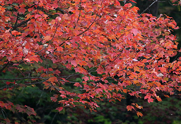 Red Maples in Algonquin Park on September 28, 2015