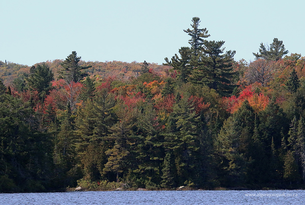 Fall colour at Source Lake in Algonquin Park on September 30, 2015
