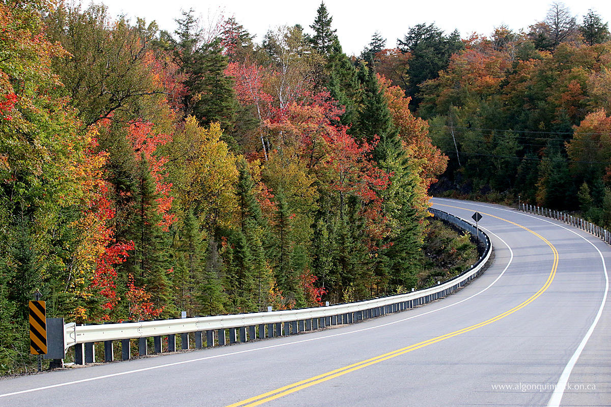 Algonquin Park fall colour near the West Gate on September 30, 2015