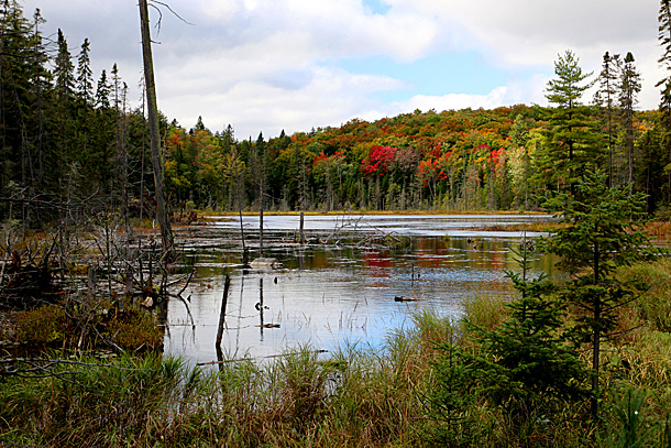 Algonquin Park fall colour on September 20, 2016 at km 16