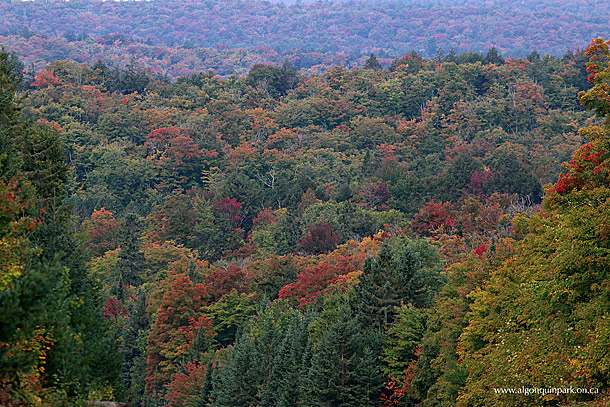 Fall colour in Algonquin Park on September 28, 2016