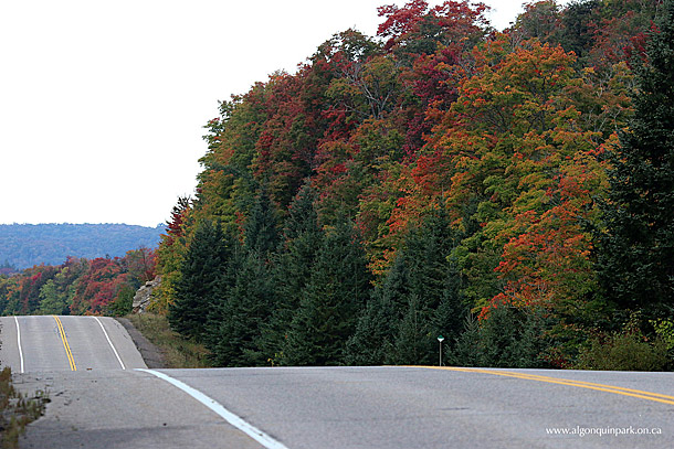 Fall colour in Algonquin Park on September 28, 2016 at km 26 of Highway 60