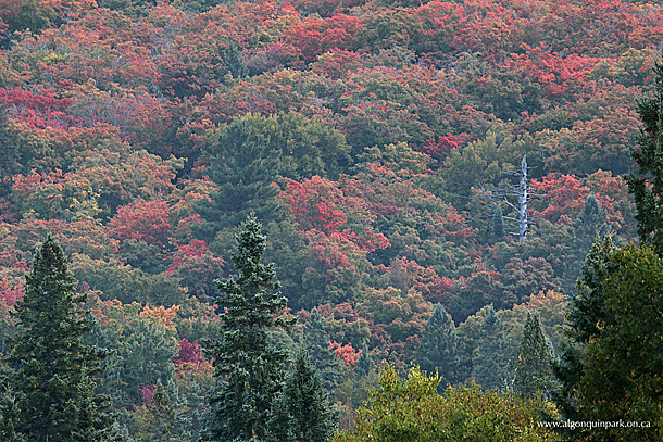 Fall colour on September 28 at km 7 of Highway 60 in Algonquin Park
