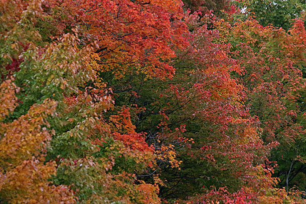 Fall colour at km 16 in Algonquin Park