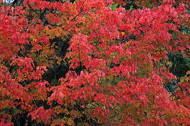 Fall colour at km 16 in Algonquin Park