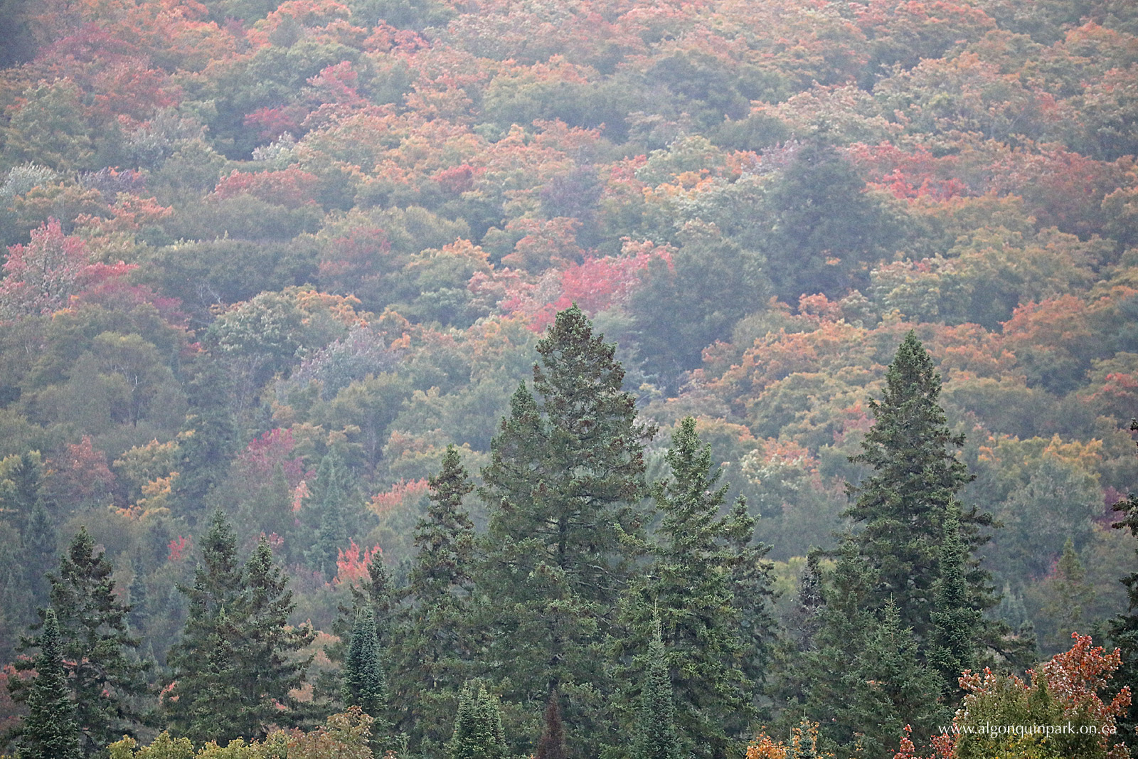 Fall Colour Report | Algonquin Provincial Park | The Friends of ...