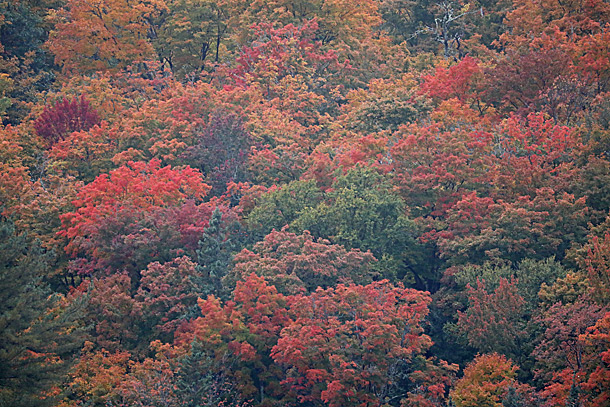 Typical maple dominated hillside in Algonquin Park on October 3, 2018