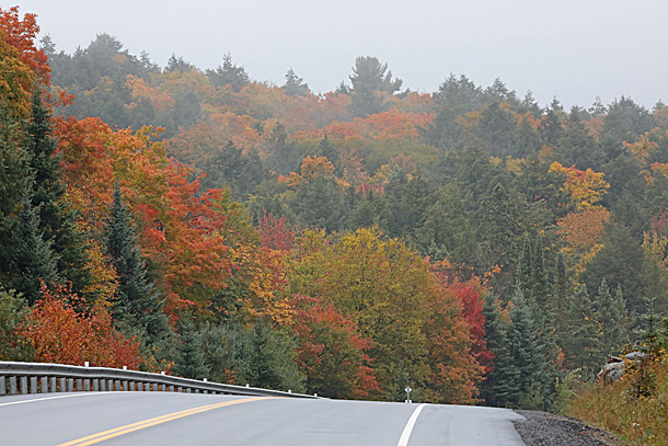Near km 27 of Highway 60 in Algonquin Park on October 3, 2018