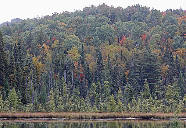 Later changing poplar dominated hillside at km 41 of Highway 60 in Algonquin Park on October 3, 2018