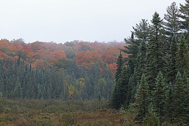Near km 25 of Highway 60 in Algonquin Park on October 3, 2018