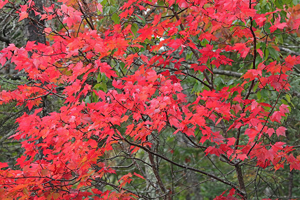 Red Maples along Highway 60 in Algonquin Park on September 18, 2023