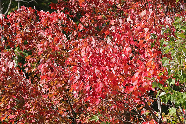 Red Maples in Algonquin Park on September 20, 2023