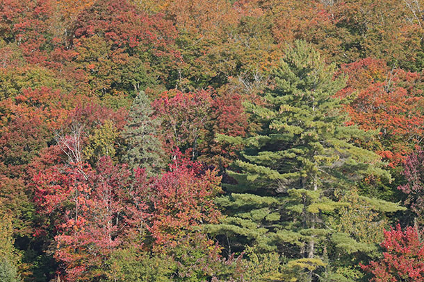 Hardwood forest in Algonquin Park on September 22, 2023