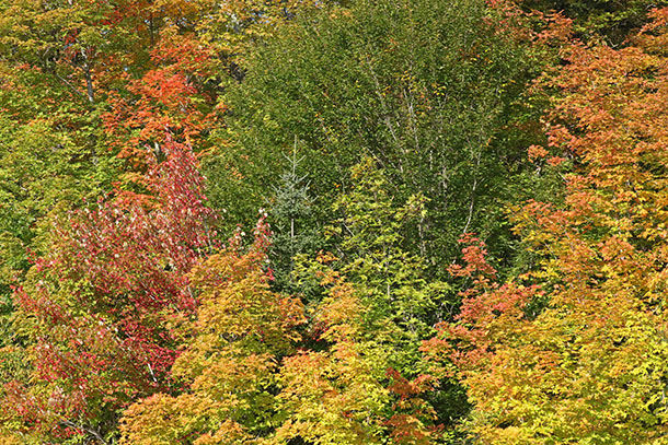 Fall colour along Highway 60 in Algonquin Park on September 22, 2023