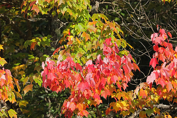 Red Maple in Algonquin Park on September 22, 2023