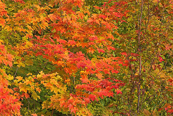 Maple fall colour in Algonquin Park on September 25, 2023