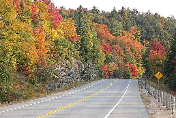 Fall colour along Highway 60 in Algonquin Park on September 25, 2023