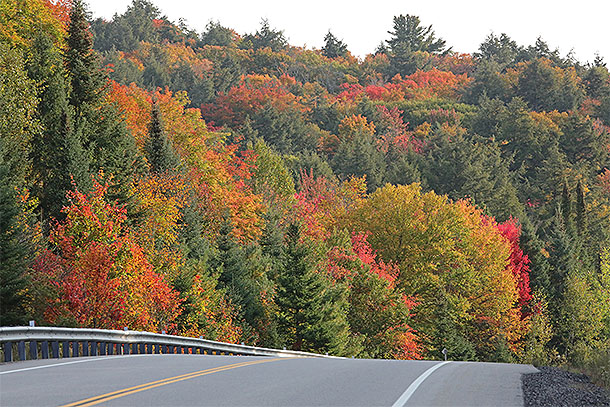 Fall colour at km 27 along Highway 60 in Algonquin Park on September 25, 2023
