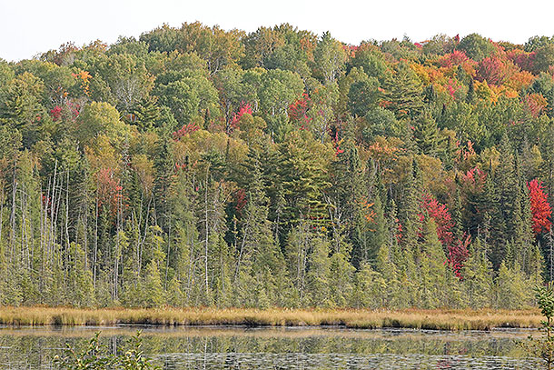 Fall colour at km 41 along Highway 60 in Algonquin Park on September 25, 2023