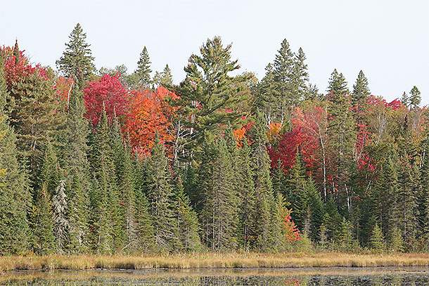 Fall colour at km 41 along Highway 60 in Algonquin Park on September 25, 2023 