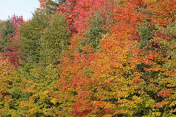 Fall colour along Highway 60 in Algonquin Park on September 27, 2023