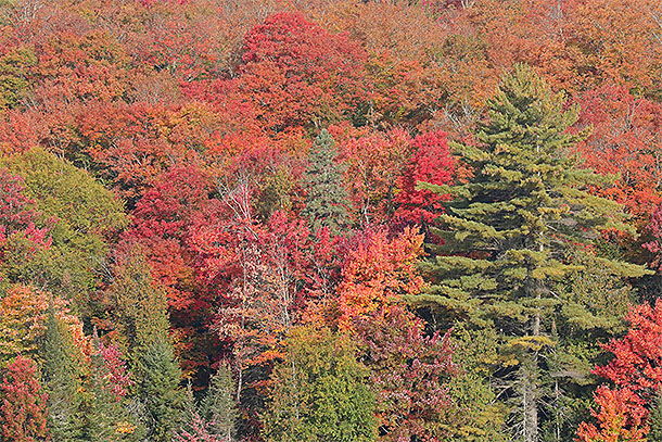 Fall colour in Algonquin Park on September 28, 2023