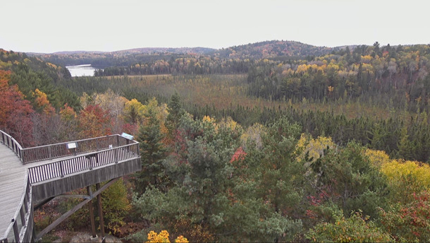 Increasing poplar (aspen) fall colour at the Algonquin Park Visitor Centre on October 5, 2023