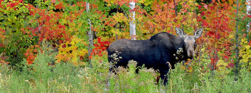 Fall Colour and Moose Algonquin Park