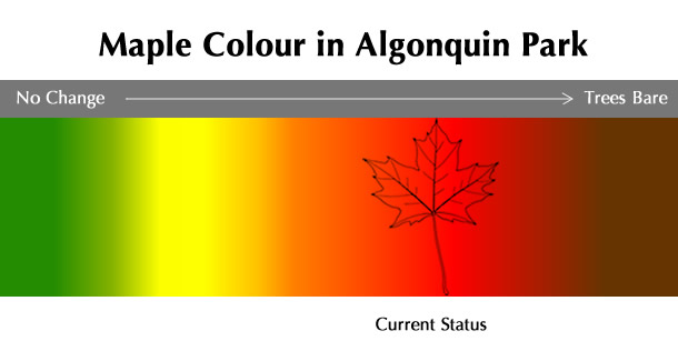 Current Maple Colour Status in Algonquin Park Current Maple Colour Status in Algonquin Park