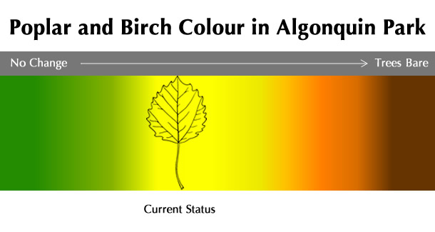 Current Poplar and Birch Colour Status in Algonquin Park