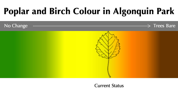 Current Poplar and Birch Colour Status in Algonquin Park Current Poplar and Birch Colour Status in Algonquin Park