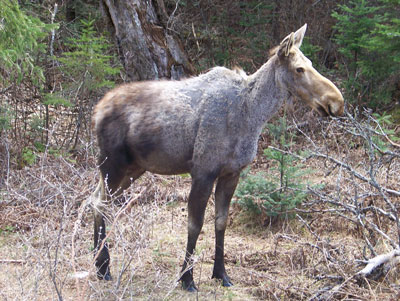 Moose showing moderate hairloss
