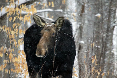 Moose in Algonquin Park