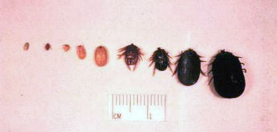 Life Stages of the Winter Tick