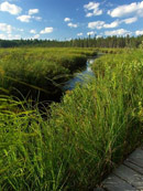 Spruce Bog Boardwalk Trail