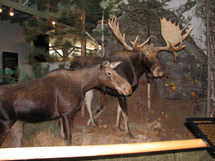 Algonquin Park Visitor Centre