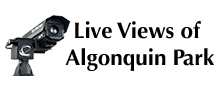 Live View of Algonquin Park