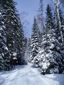 Skiing in Algonquin Park