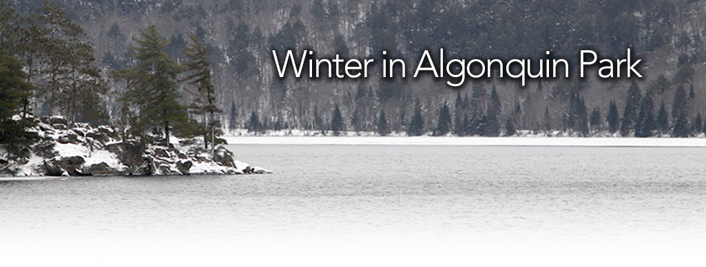 Winter in Algonquin Park