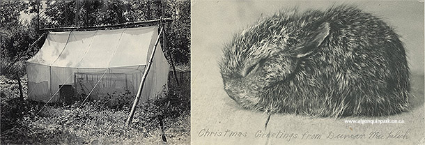 Image: Left - “Field Office” of D. MacLulich during his Varying Hare study, c. 1930s. APPAC, 1977.9.186. Right - Christmas card from MacLulich during his Snowshoe Hare study, c. 1930s. APPAC, 1977.9.234. From the life works and personal possessions of Dr. Duncan A. MacLulich (from daughter M.A. Capstick). 