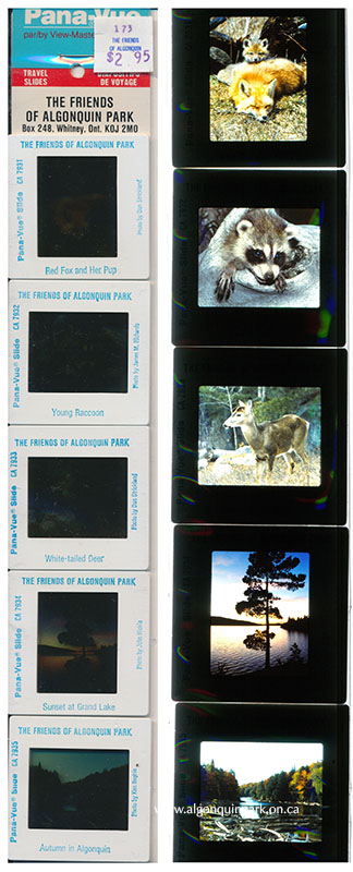 Image: Visitors to The Friends of Algonquin Park bookstore could select from a variety of slide sets to add to their collection. This set of five Pana-Vue by View-Master slides features images of "Red Fox and Her Pup"; "Young Raccoon"; "White-tailed Deer"; "Sunset at Grand Lake"; and "Autumn in Algonquin". APPAC, 2024.7.10. 