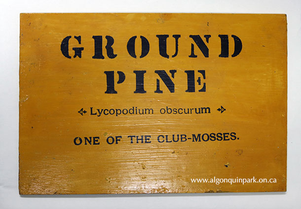 Image: Nature trail sign for &ldquo;Ground Pine&rdquo;, 6&rdquo; x 9&rdquo;, Masonite painted yellow and stenciled with black, c. 1940s &ndash; 1950s. The sign identifies the Latin name &ldquo;Lycopodium obscurum&rdquo; and a short phrase &ldquo;one of the club-mosses.&rdquo; to hikers passing by. APPAC. 