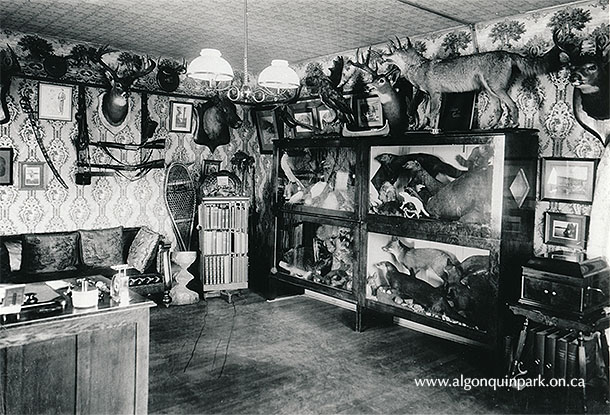 Superintendent Bartlett’s office, Park Headquarters, Cache Lake, featuring a vast collection of taxidermy specimens. APPAC, APM 2992. Photographed by Reuben Sallows, Donated by Ottelyn Addison. 