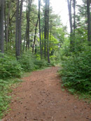 Eastern Pine Backpacking