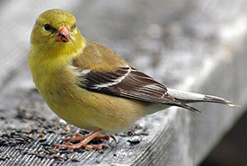 American Goldfinch