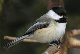 Black-capped Chickadee